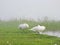 Beautiful white swans near lake, Lithuania