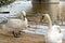 Beautiful white swans with a red-black beak near the river. Free Bird. A pair of swans.