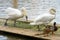 Beautiful white swans with a red-black beak near the river. Free Bird. A pair of swans.