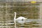 Beautiful white swans with a red-black beak near the river. Free Bird. A pair of swans. Birds swim in the water.