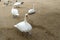Beautiful white swans with a red-black beak near the river. Free Bird. A pair of swans. Swans walk on the sand.