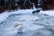 Beautiful white swans standing on a frozen pond on a very cold day at Kugulu Park in Ankara