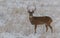 A Beautiful White-tailed Deer Buck in a Snowstorm