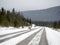 Beautiful white-tailed deer in Jasper National Park