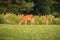 Beautiful white-tailed deer standing in a lush grassy landscape, surrounded by vibrant wildflowers