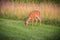 Beautiful white-tailed deer standing in a lush grassy landscape, surrounded by vibrant wildflowers