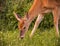 Beautiful white-tailed deer standing in a lush grassy landscape, surrounded by vibrant wildflowers