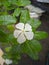 beautiful white tapak dara flower portrait with blurred background