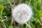 Beautiful white Taraxacum, dandelion, flower head. Picture from Scania, southern Sweden