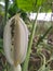 beautiful white taro flower