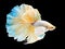 Beautiful white Thai fighting fish swimming with long fins and l