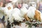 Beautiful white thoroughbred pigeons, closeup