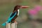 Beautiful White-throated Kingfisher(Halcyon smyrnensis)