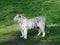 Beautiful white tiger he is in profile on the side