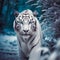 Beautiful white tiger roaming in snow jungle havin,