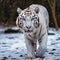 Beautiful white tiger roaming in snow jungle havin, Generative AI