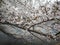 Beautiful White tree blooms against grey and blue sky