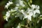 Beautiful white trumpet flowers of nicotiana alata jasmine tobacco plant