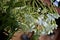 Beautiful white trumpet flowers of nicotiana alata tobacco plant