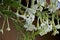 Beautiful white trumpet flowers of nicotiana alata tobacco plant close up