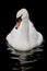 Beautiful white Trumpeter Swan floating on black water background