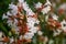 Beautiful white tubular flowers of abelia grandiflora flowering in summer