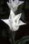 Beautiful white tulip bloomed in Moscow at night