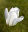 A beautiful white tulip - closeup