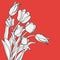 Beautiful white tulip flowers bouquet on red background.