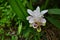 Beautiful white tulip of Siam flower with leaves