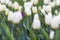 Beautiful white tulips in a city park