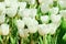 Beautiful white tulips flower with green leaf in tulip field