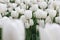 Beautiful white tulips flowerbed closeup. Flower background