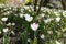 Beautiful White Tulips during Spring in a Garden at Central Park in New York City