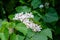 Beautiful white tung flower blooms in spring