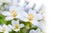 Beautiful white tung flower blooms in springï¼ˆtung tree flower