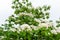 Beautiful white tung flower blooms in springï¼ˆtung tree flower