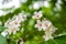 Beautiful white tung flower blooms in springï¼ˆtung tree flower