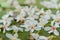 Beautiful white tung tree flower