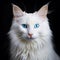 Beautiful white Turkish Angora cat