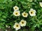 Beautiful white of Turnera subulata flowers on green leaves background. Flower known by the common names white buttercup, sulphur