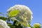 The beautiful white umbels of the hydrangea stand out beautifully against the blue sky