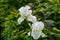 Beautiful white very large Iris germanica or Bearded Iris on the background of bright green landscaped garden