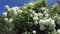 Beautiful white viburnum snowball tree blossoms in wind. 4K