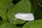 Beautiful white Virginian Tiger Moth resting on a green plant leaf