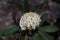 Beautiful white waratah flower close up. Telopea waratah inflorescence close up
