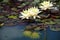 Beautiful white water lily flowers