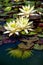 Beautiful white water lily flowers so nice images