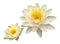 A beautiful white water lily or lotus flower isolate on white background with clipping path.