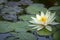 Beautiful white water lily Marliacea Rosea in the right part of the pond on the background